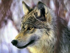 A kutya és az ember kapcsolata