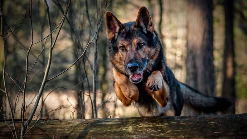 orzo-vedo-kutyas-sport