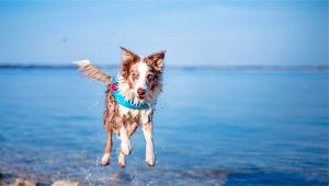 Kutya mentőmellény