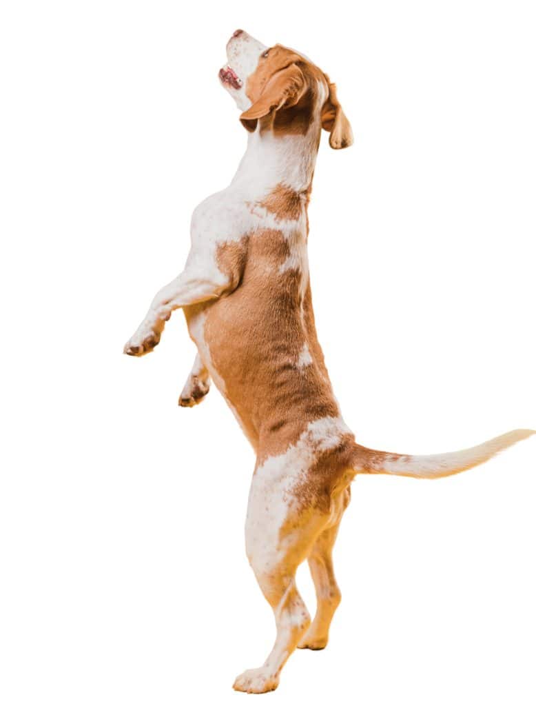 kutya farokcsóválás