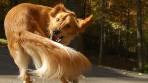 kutya farokcsóválás